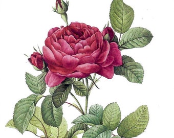 Gallic Rose Postcard New York Botanical Gardens To Frame or Use in Paper Arts PSS 5363