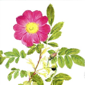 Scotch Rose Postkarte New York Botanical Gardens Zum Einrahmen oder Verwenden in Paper Arts PSS 5361