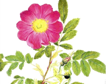 Scotch Rose Postcard New York Botanical Gardens To Frame or Use in Paper Arts PSS 5361