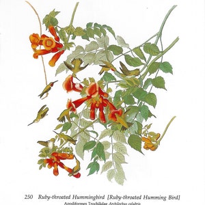 May include: A vintage illustration of a ruby-throated hummingbird, a small bird with a long, slender beak, hovering near a cluster of red trumpet-shaped flowers. The bird is depicted with its wings spread, showing its iridescent green and blue feathers. The flowers are surrounded by green leaves.