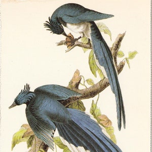 Audubon Magpie Jay Postcard to Frame or for Paper Arts, Scrapbooking, Collage, Mixed Media, Junk Journals PSS 5008