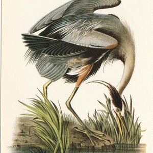 Audubon Great Blue Heron Postcard to Frame or for Paper Arts, Scrapbooking, Collage, Mixed Media, Junk Journals PSS 5007