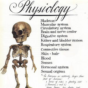 Page de livre sur la physiologie (le squelette) des gnomes adultes vintage, illustration à encadrer ou sur papier, collage, journaux indésirables et scrapbooking PSS 3896