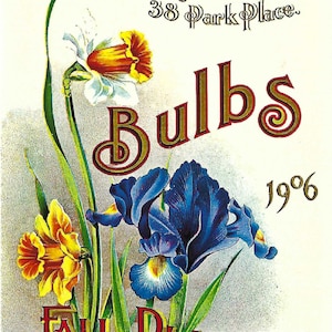 Vintage J.M. Thorburn & Co. 1906 Seed Catalogue Cover Reproduktion - Oversized Postkarte von American Heritage Gravuren PSS 5280
