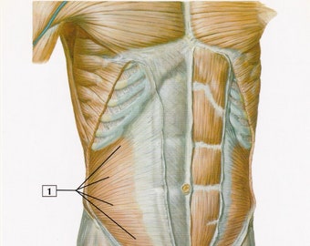 Anterior Abdominal Wall Anatomy Flash Card by Frank H. Netter to Frame or for Paper Arts PSS 4833