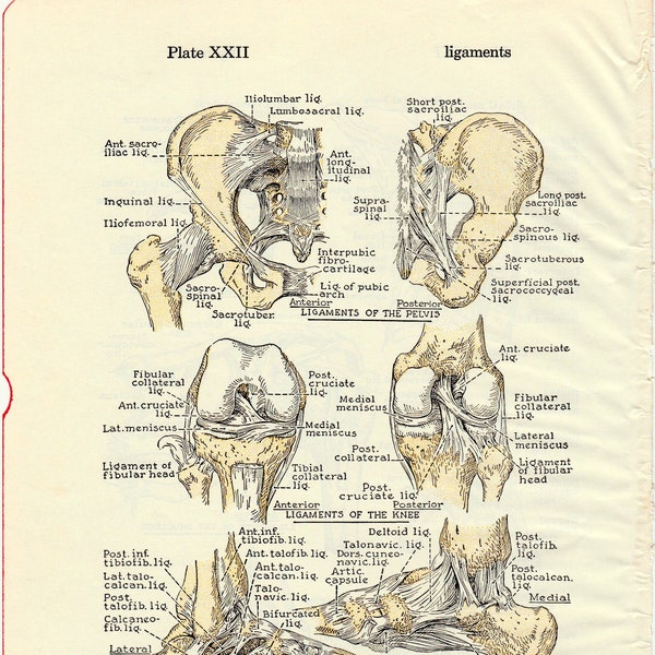 Human Anatomy Vintage Medical Anatomy Articular Ligaments Illustrations to Frame or for Paper Arts PSS 4795