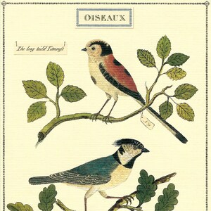 Bird Chart Oiseaux Greeting Card by Cavallini All Occasion Blank Card to Mail or to Framing, Collage, Scrapbooking, Paper Arts PSS 4421