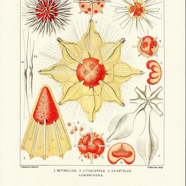 Ilustración radiolaria de Historia Natural de Ernst Haeckel "El viaje de H.M.S. Challenger" a Frame or for Paper Arts PSS 4911