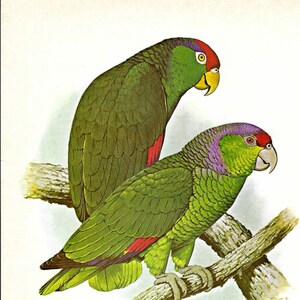 Lilac Crowned and Green Cheeked Amazon Parrot Page from Vintage 1977 Book "Parrots of the World" PSS 5880