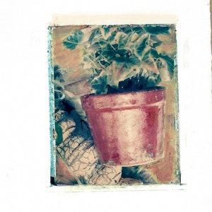May include: A close-up of a potted plant with green leaves in a terracotta pot. The pot is sitting on a textured surface.