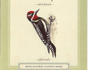 Red Naped Sapsucker Postcard by David Sibley to Frame, Mail or use in Paper Arts and Mixed Media Projects PSS 3098