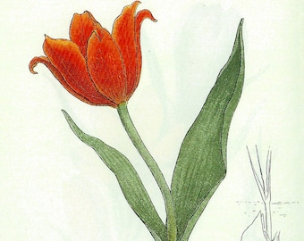 1912 French Botanical Print Tulip, or on the Reverse Side of the Page, Crocus to Frame or for Paper Arts, Collage, Scrapbooking PSS 3310