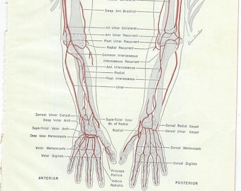 Human Anatomy Medical Anatomy Chart - Arteries of the Arms or Legs to Frame or for Collage, Scrapbooking, Paper Arts PSS 3447