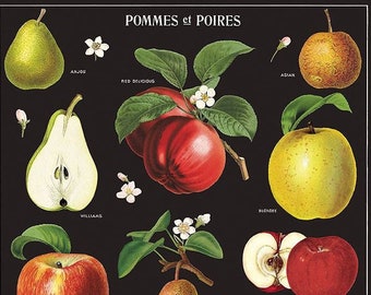 French Pommes et Poires Decorative Flat Wrapping Paper by Cavallini Apples & Pears to Frame or Wrap, Collage, Paper Arts  PSS 5518
