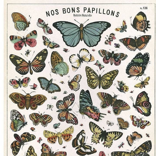 Nos Bons Papillons Butterfly Decorative Flat Wrap Poster Paper by Cavallini to Frame or for Junk Journals, Book Binding, Collage PSS 5514