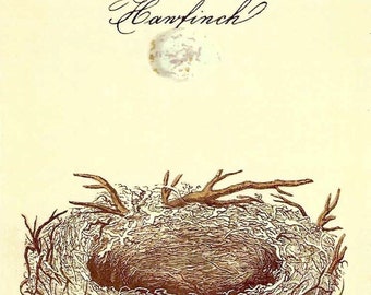 vintage Hanfinch Bird Nest &Egg Postcard par Cavallini à la poste ou pour le cadrage, la fabrication de livres, le collage, le scrapbooking, les arts du papier PSS 5097