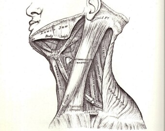 Neck and back muscles; Skeleton; Anatomical copy; Gottfried Bummes; Medical Manual; Halloween; Gothic