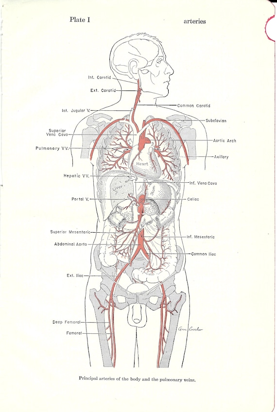 Arteries And Veins Diagram Of The Body