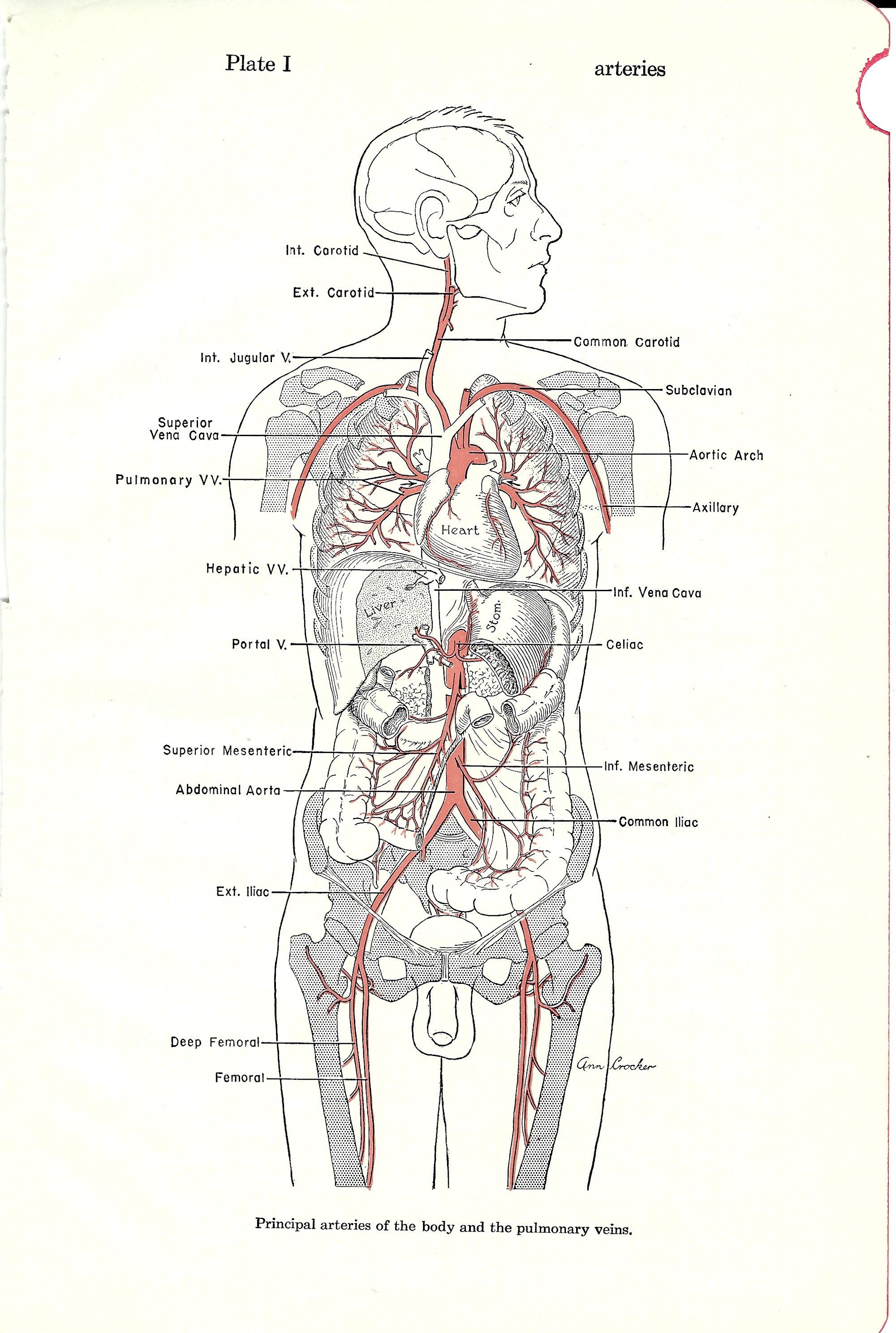Arteries And Veins Of The Body Diagram