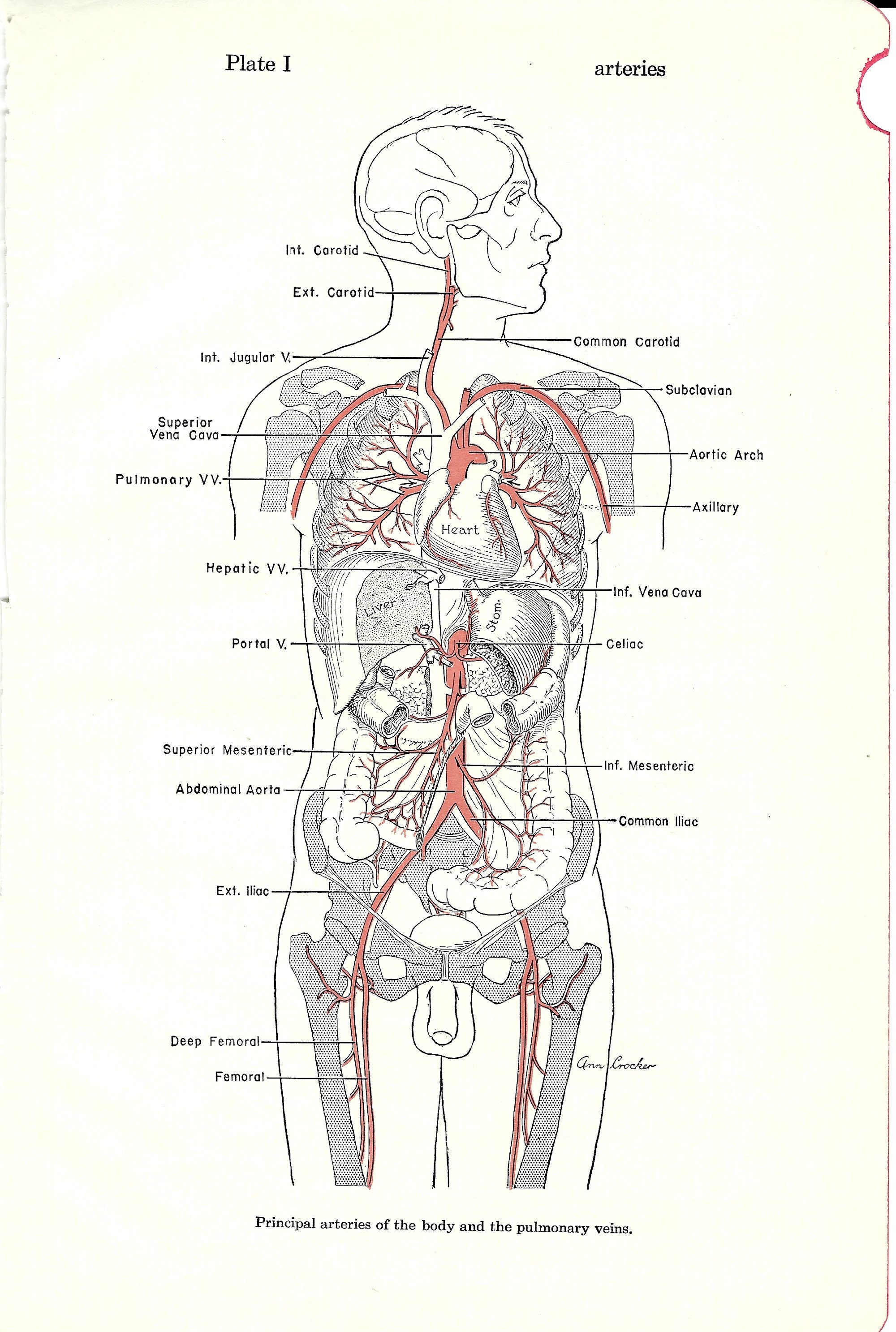 Anatomia umana Anatomia Medica Illustrazione Arterie del corpo, Veneri  polmonari o Arterie del Cervello, Testa & Collo PSS 0152 -  Italia