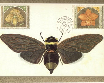 Insect Vintage Postcard Cicada Insect with Jamboree Gold & Tangerine Imp Malinda Orchid Flora and Fauna Art Postcard PSS 2030