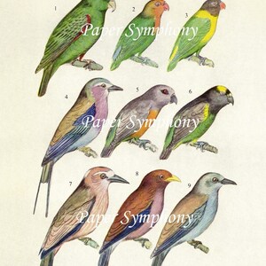 Parrots & Rollers Digital Vintage Bird Plate Instant Download for Paper Arts, Collage, Scrapbooking ATCs  and MORE PSS 0553