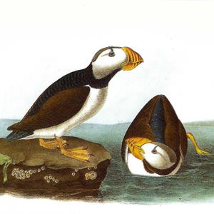 Audubon macareux cornu vintage 1987 carte postale à encadrer ou pour les arts du papier, scrapbooking, collage, techniques mixtes, journaux indésirables PSS 6115