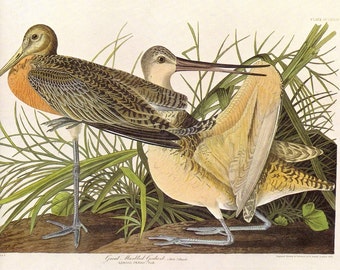 Great Marbled Godwit Audubon Print to Frame or for Collage, Scrapbooking, Paper Arts, Assemblage and MORE PSS 2200