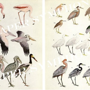 Instant Download Digital Collage Sheet Herons, Egrets, Flamingos, Pelicans, Störche und Hammerkops PSS 0594