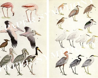 Instant Download Digital Collage Sheet Herons, Egrets, Flamingos, Pelicans, Storks and Hammerkops PSS 0594