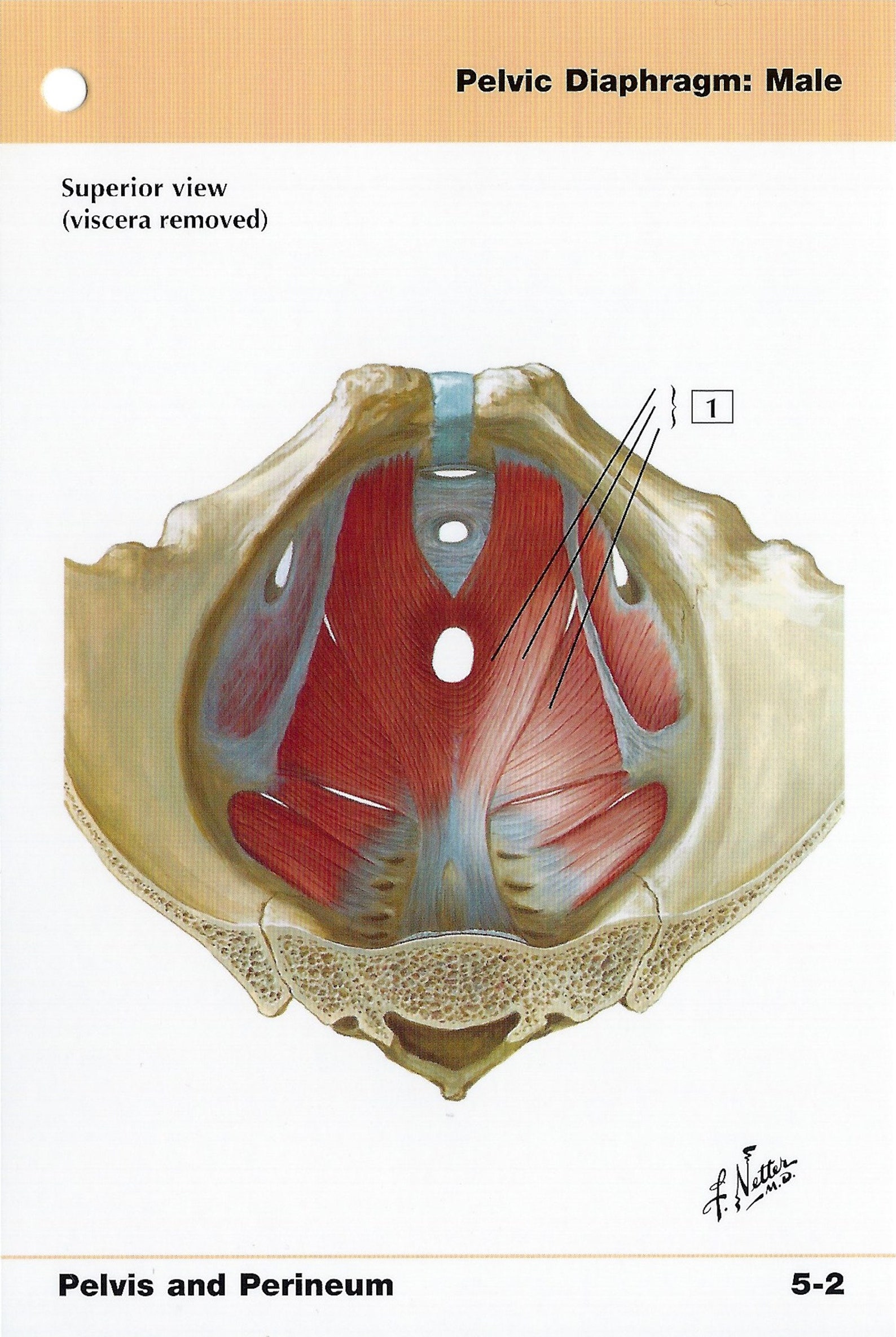 Male Pelvic Diaphragm Anatomy Flash Card by Frank H. Netter to | Etsy