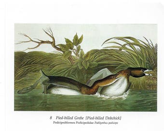 Audubon Pied-billed Grebe (Pied-billed Dobchick) or Eared Grebe for Framing, Collage, Decoupage, Scrapbooking, Paper Arts and MORE PSS 3207