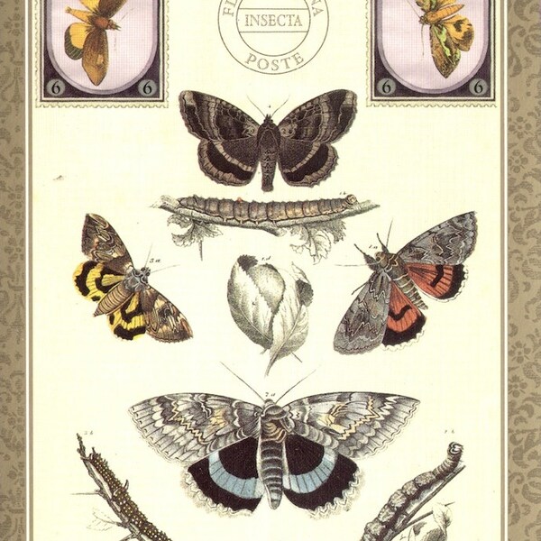 Insekt Vintage Postkarte Motten, Raupen, Chrysalises, Moths Insecta, Papillon Flora & Fauna Kunstpostkarte PSS 2111