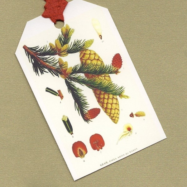 Norway Spruce Gift Tags - Six Antique Botanical Image Hang Tag Set, Bookmarks PSS 0740