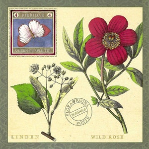 Linden & Wild Rose Flora Botanical with Queen Purple Butterfly - Oversized Postcard PSS 5718