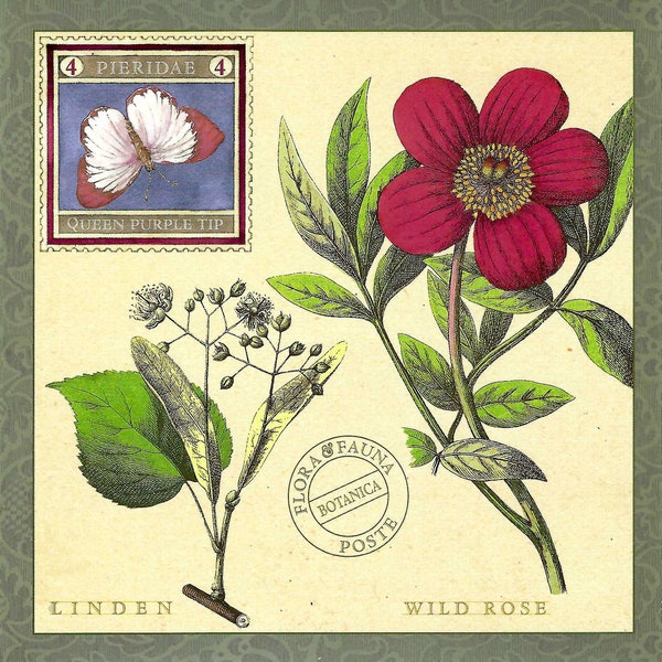 Linden & Wildrose Flora Botanical with Queen Purple Butterfly - Oversized Postkarte PSS 5718
