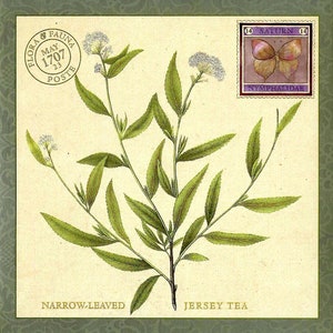 Schmalblättriger Jersey Tea Flora Botanischer mit Saturn Butterfly Fauna Übergroße Postkarte PSS 5146