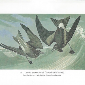 Audubon Forked-tailed Petrel or Dusky Petrel for Framing, Collage, Junk Journals, Altered Art, Paper Arts PSS 2651