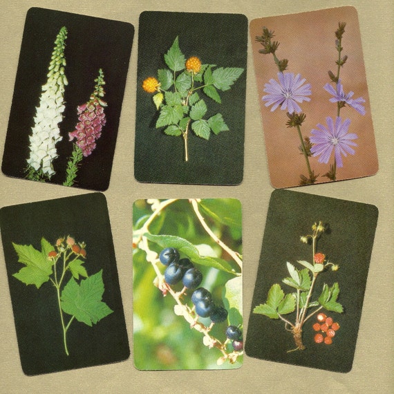 Deadly poisonous plants for humans image