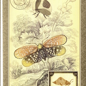 May include: A vintage illustration of two insects, a brown and white beetle and a brown and yellow butterfly with black markings, on a cream background with a brown border. The image includes the text "POSTA INSECTA" in a circle.