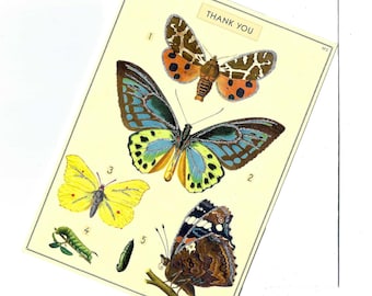 Butterfly Thank You Greeting Card by Cavallini to Frame or Use in Craft Projects