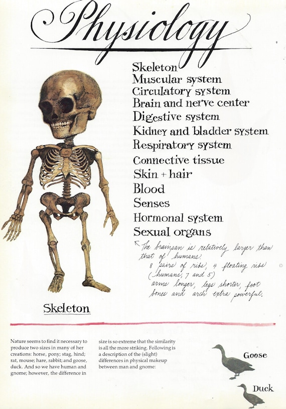 Knochen (Werkzeug) – Wikipedia