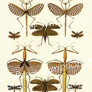 Instant Download Digital Seba&#39;s Dragonflies, Katydids and Walking Sticks Collage Sheet for Collage, Paper Arts, ATCs, ACEOs and MORE PSS0475