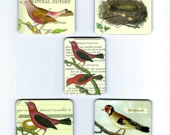 5 Bird Magnets by Cavallini for your Refrigerator, Kitchen or Office Accessory PSS 6093