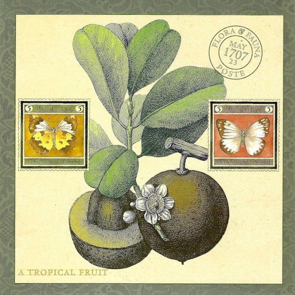 "Eine botanische Tropische Frucht Flora mit Weinblatt ""Vagabund"" & braungeädertem Schmetterling - Oversized Postkarte PSS 5719"