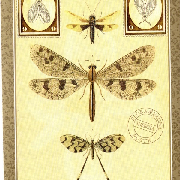 Insekt Vintage Postkarte Eulenfliege, Ameisenlöwe & Florfliegenfliege mit Florfliege und Flora und Fauna Poste Art Postkarte PSS 2049