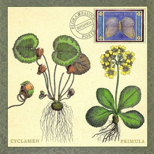 Cyclamen & Primula Flora Botanical with Common Blue Butterfly - Oversized Postcard PSS 5716