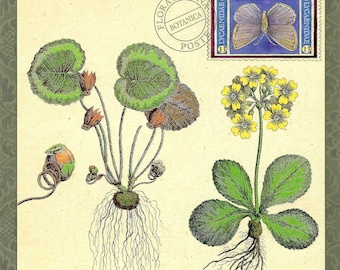 Cyclamen & Primula Flora Botanical with Common Blue Butterfly - Oversized Postcard PSS 5716