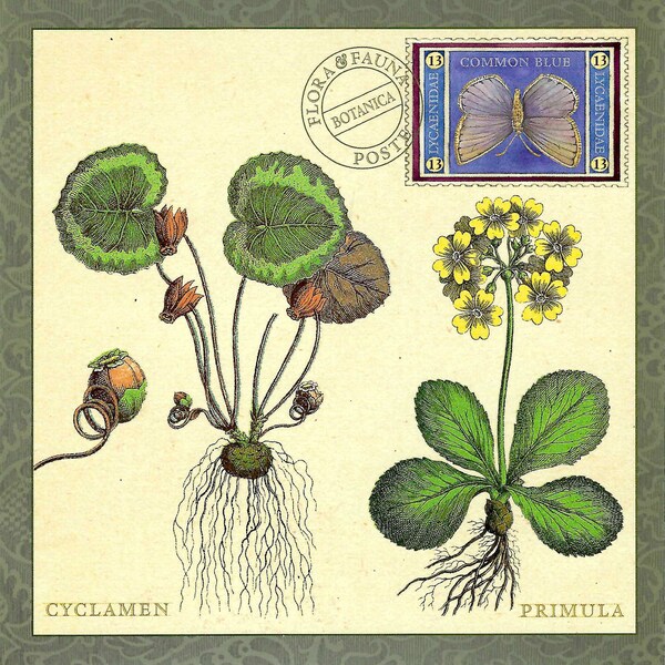 Alpenveilchen & Primula Flora Botanical mit Blauem Schmetterling - Oversized Postkarte PSS 5716