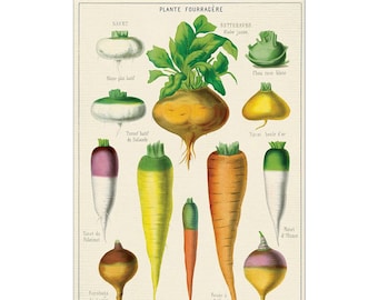 Vintage Plante Fourragere Vegetables Greeting Card by Cavallini to Frame or Use in Craft Projects PSS 3979